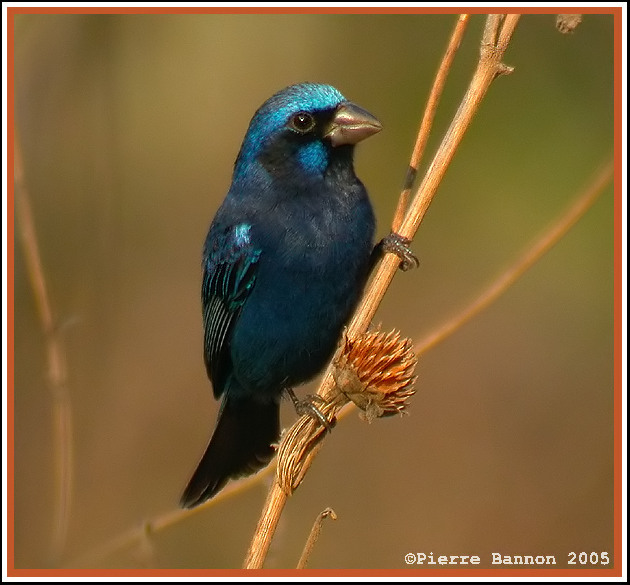 vque par (Blue Bunting)