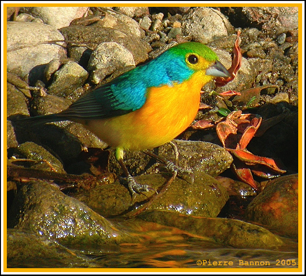 Passerin arc-en-ciel (Orange-breasted Bunting)