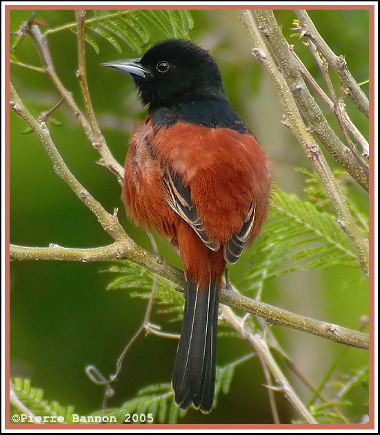 Oriole des vergers (Orchard Oriole)