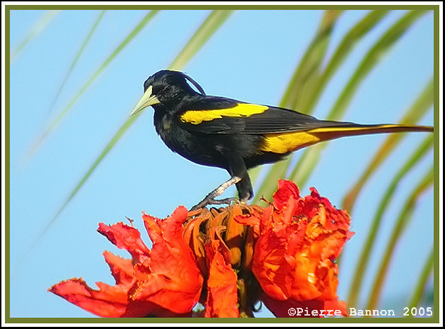 Cassique  ailes jaunes (Yellow-winged Cacique)