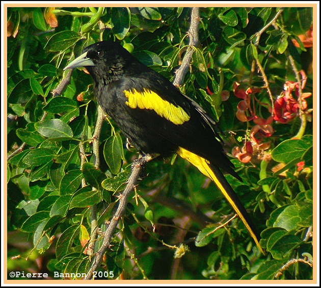 Cassique  ailes jaunes (Yellow-winged Cacique)