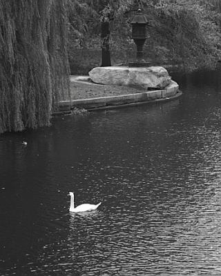 The Commons Swan