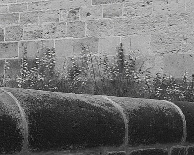 Wildflowers on a Wall