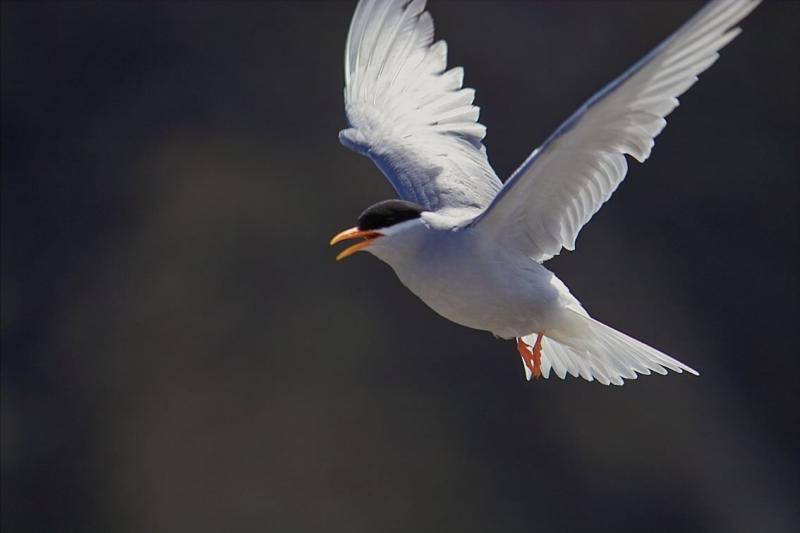 Black Fronted Tern