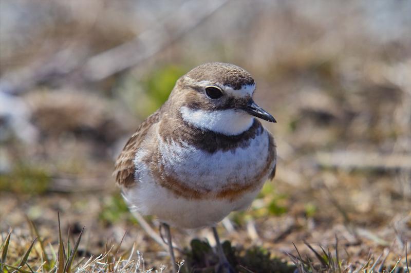 Banded Dotterel