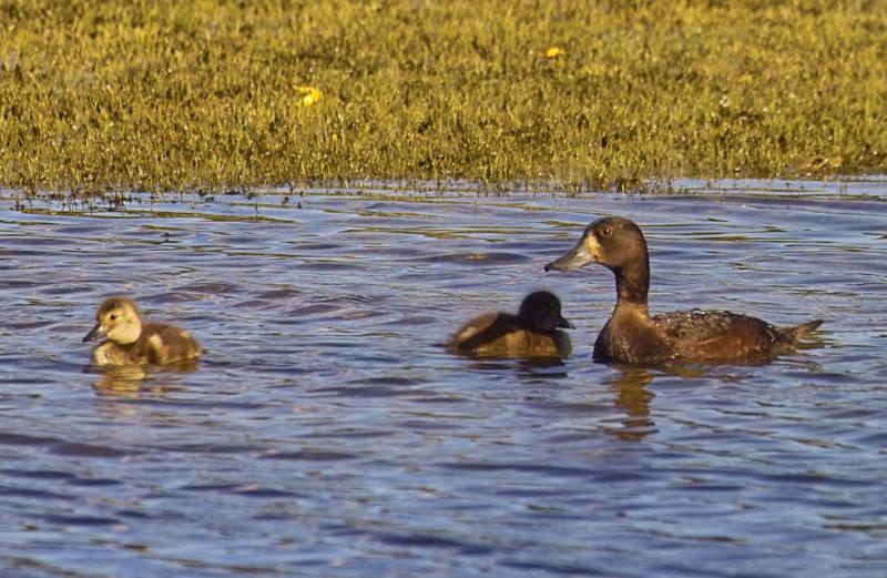 Teal and young