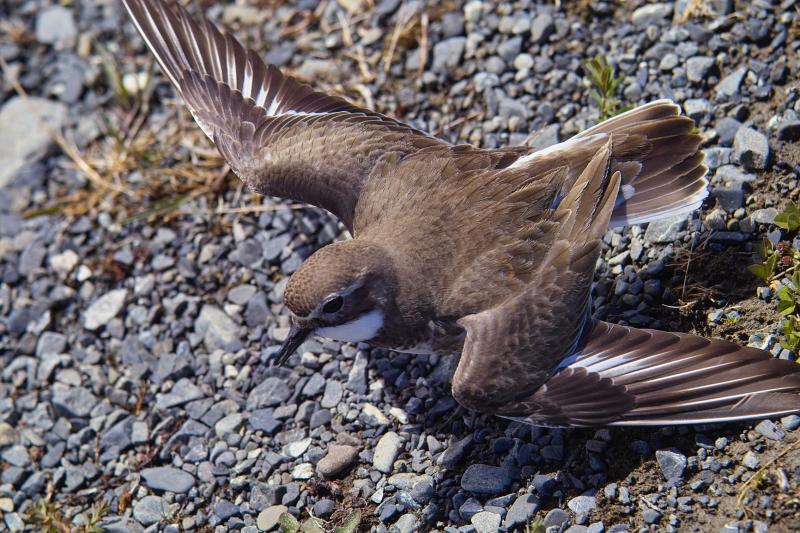 Broken Wing Act - Dotterel