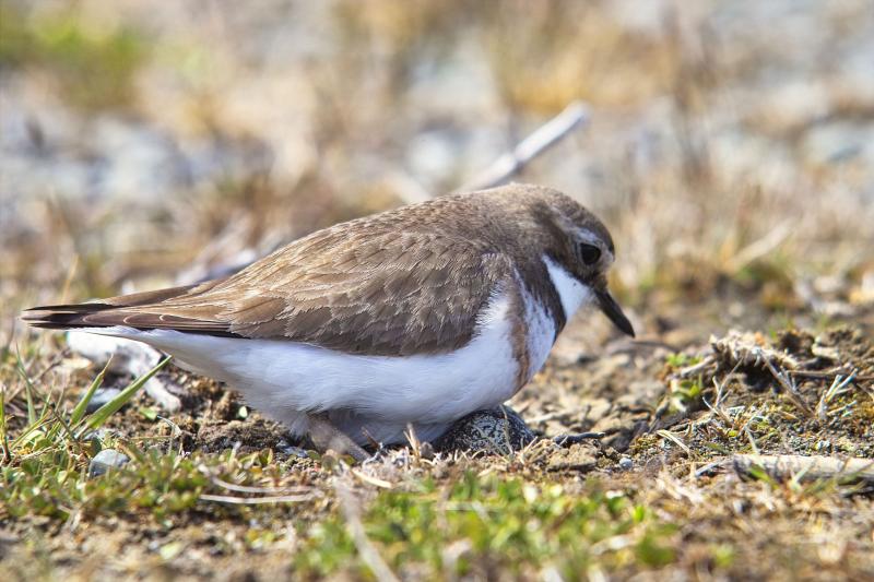 Dotterel Nesting