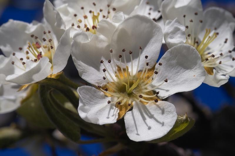 Pear Blossom