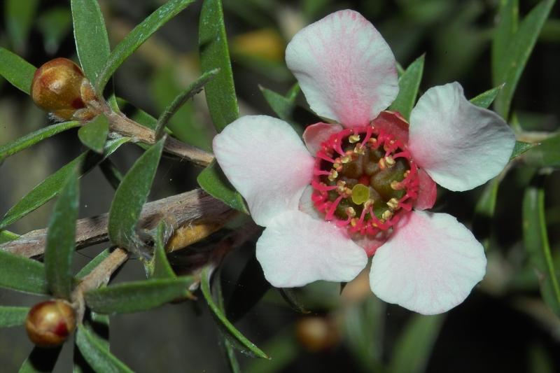 Manuka Flower