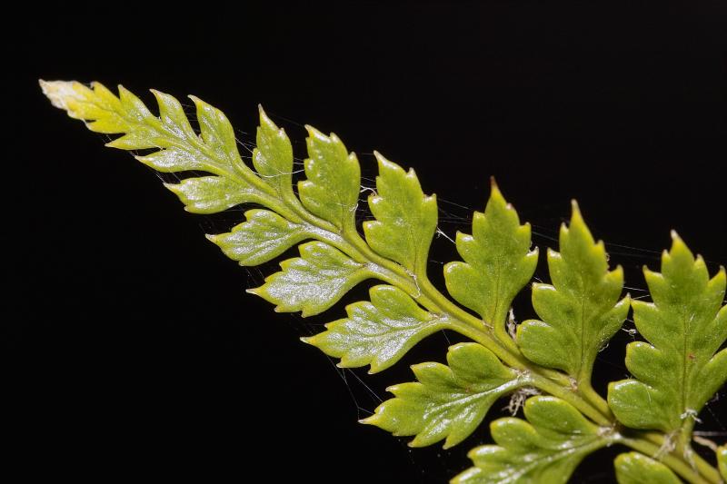 Fern