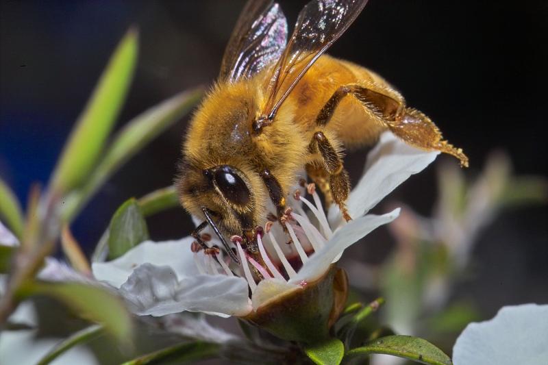 Bee on Manuka 1