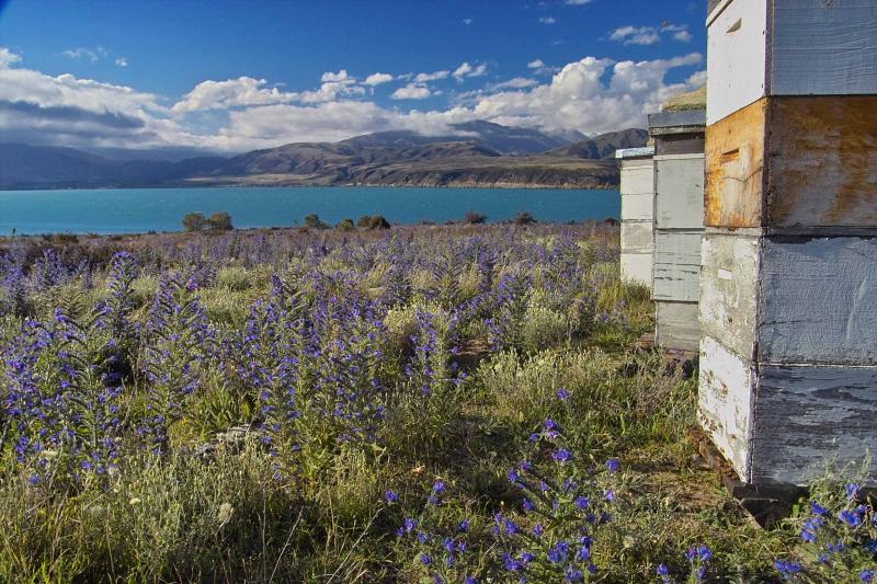 Beehives - Vipers Bugloss - Lake Aviemore