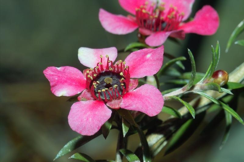 Red Manuka Flowers