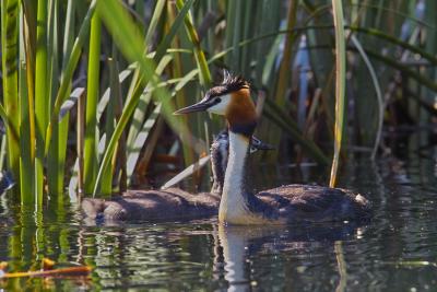 Crested Grebe with young