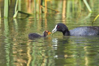 Coot and young