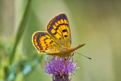 Tussock Butterfly