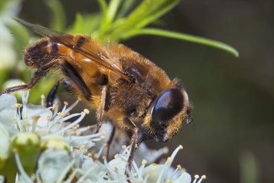 Bee Imitator on Kanuka