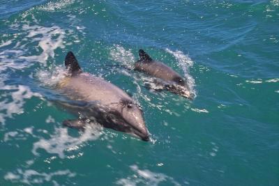 Hectors Dolphins - Akaroa