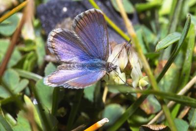 Blue Tussock Butterfly