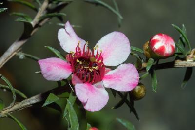 Manuka Flower and Bud