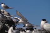 White Fronted Terns