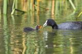 Coot and young