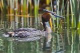 Crested Grebe