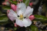 Apple Blossom