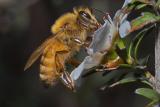 Bee on Manuka 2