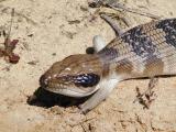 Blue Tongue Lizard