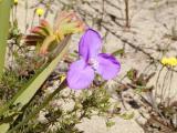 Wildflower