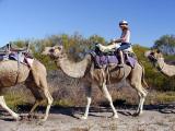 Cammel Ride - Kalbarri