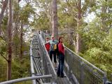 Tree Top Walk