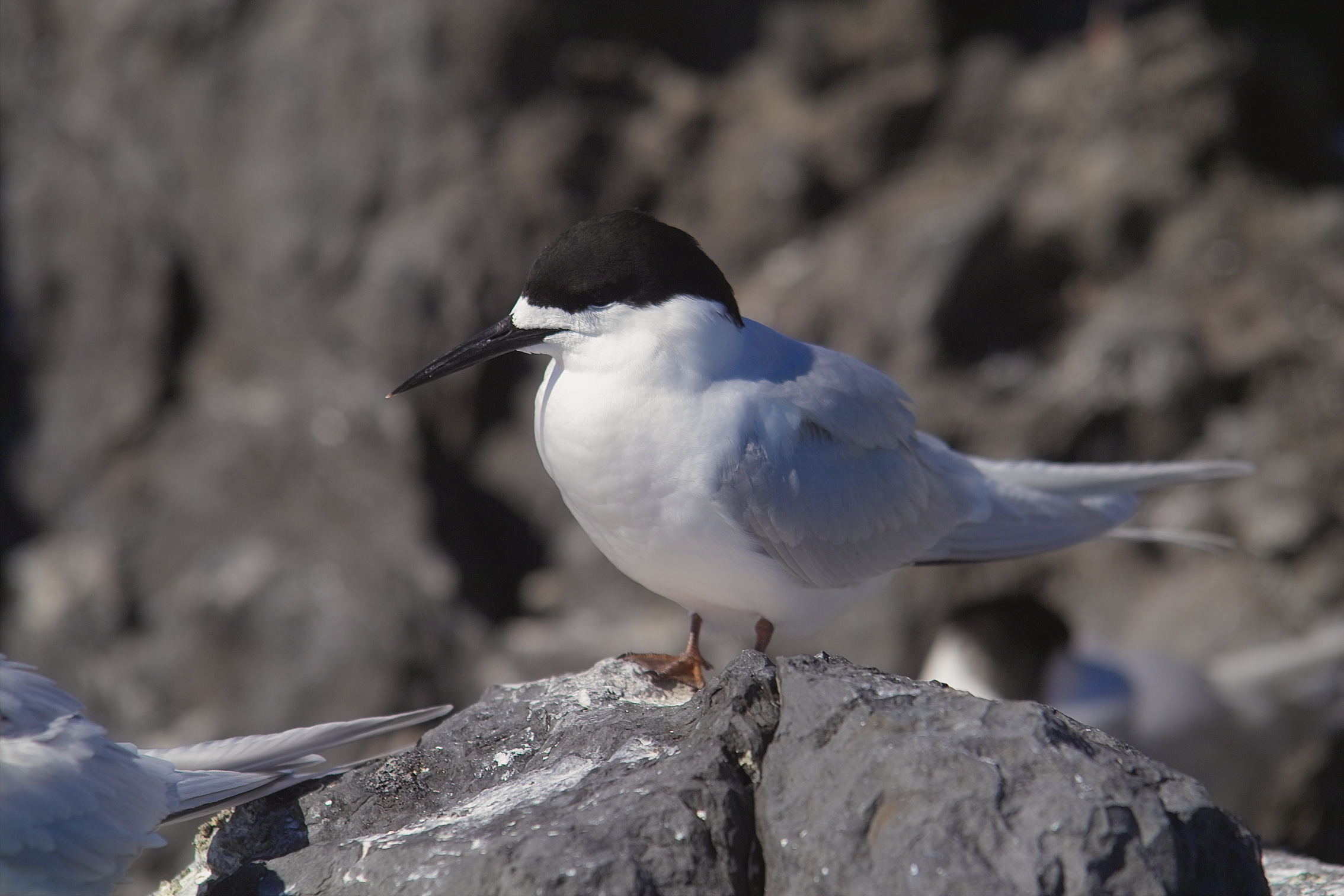 White Fronted Tern