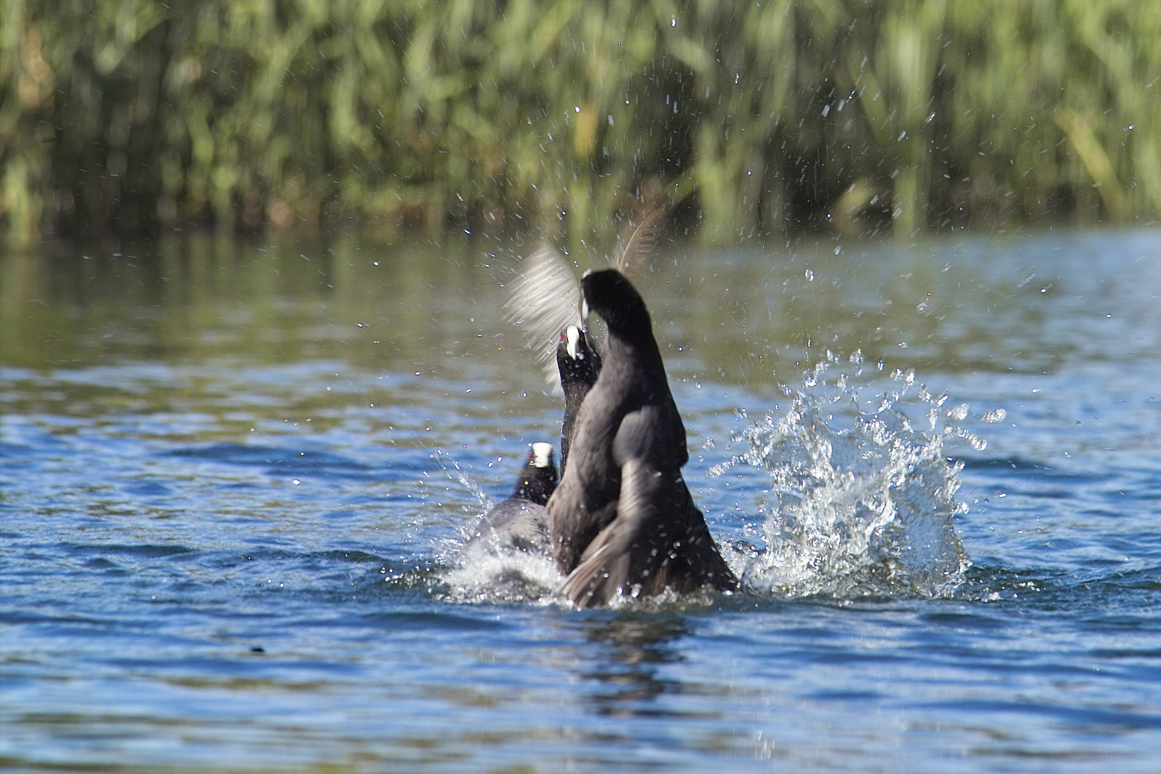 Coots Fighting