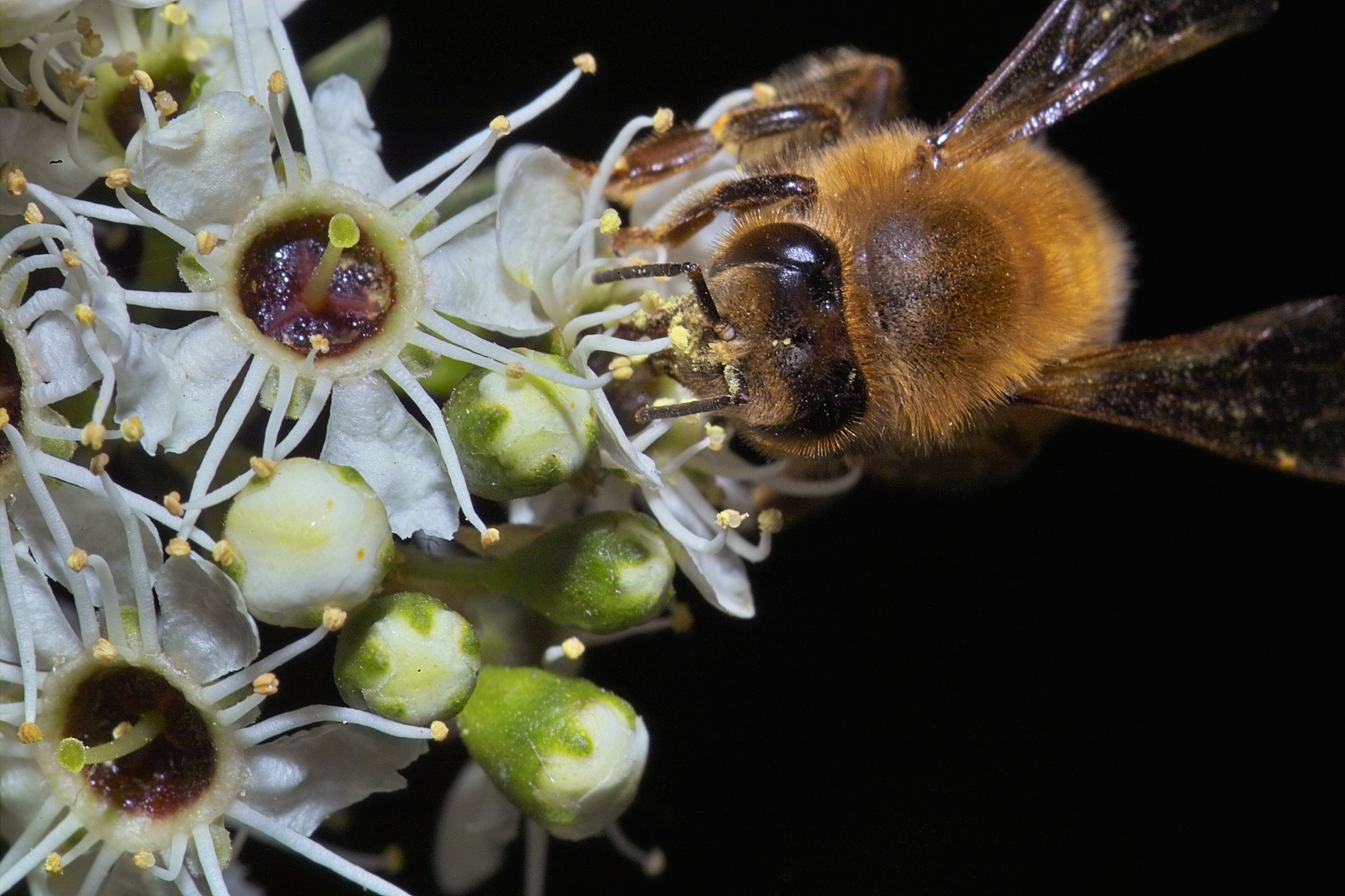 Bee on Kanuka