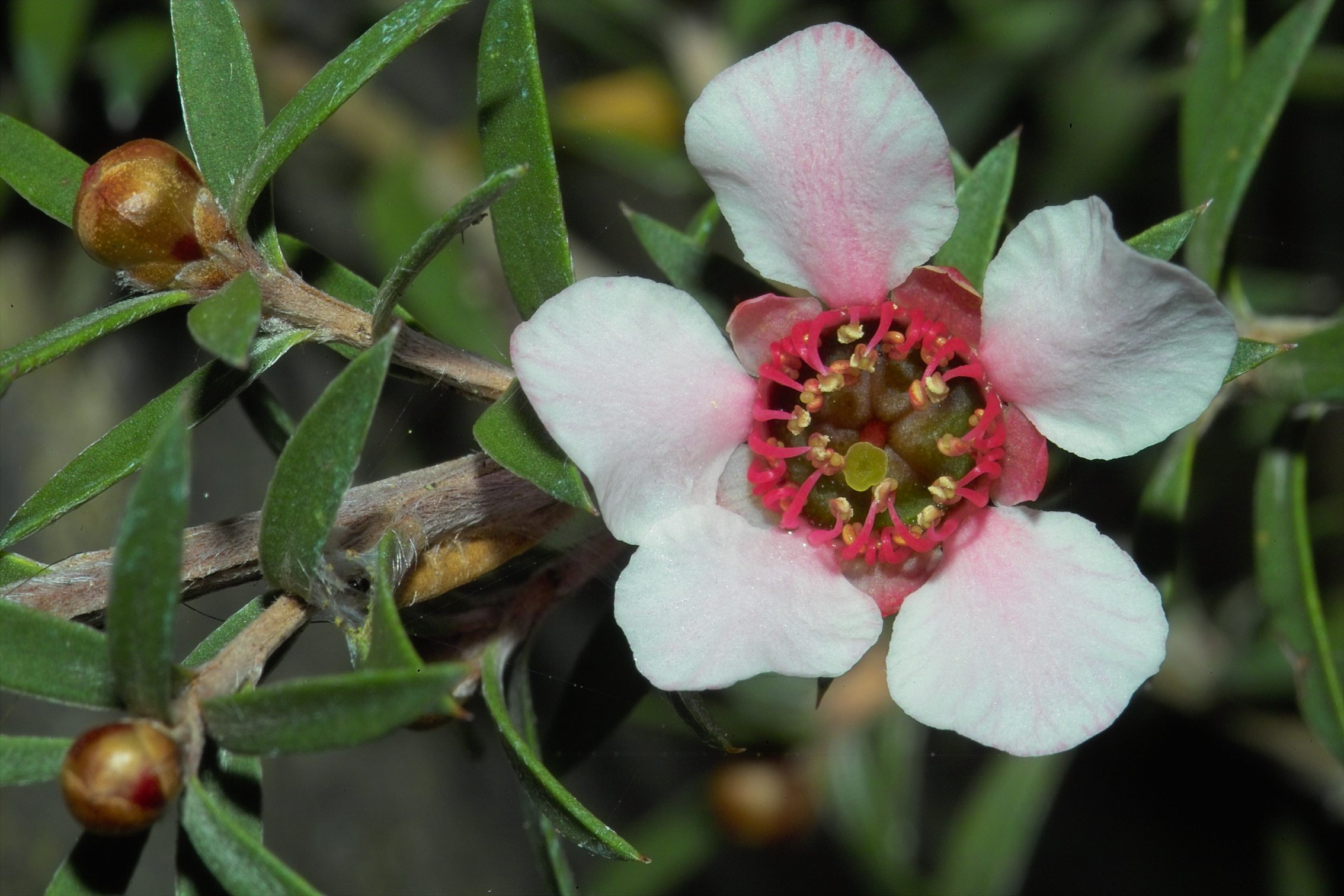 Manuka Flower