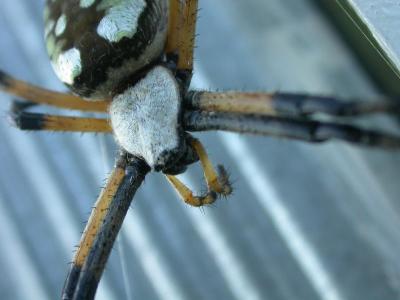 Argiope, Garden Spider