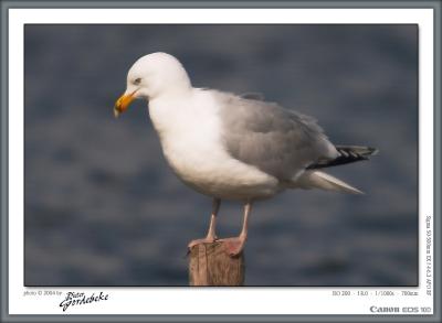 Seagull at 700mm