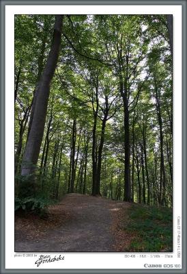 A forest in early fall colors