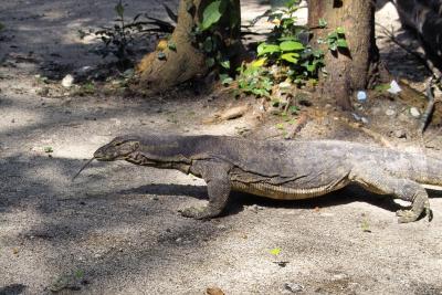 Sepa Island Resort- Thousand Islands-Monitor Lizard-2