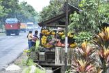 North Sulawesi - Fruit Stand