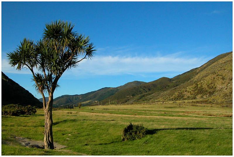 6 March 04 - Cabbage Tree and Valley