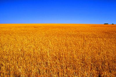 Wheat Fields with Velvia PS filter