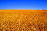 Wheat Fields with Velvia PS filter