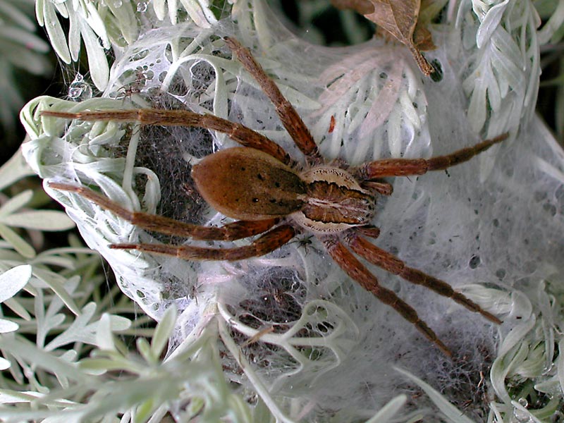 12 March 04 - Another spider