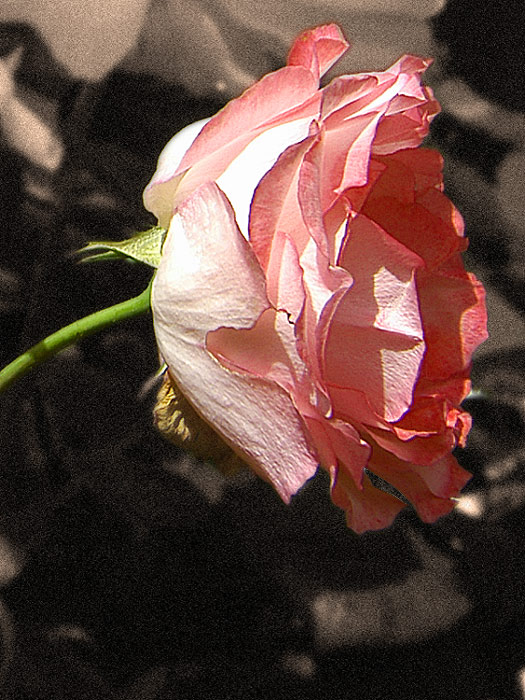 5 March 05 - Autumn Rose