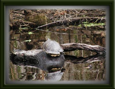 Turtle sunning along river bank