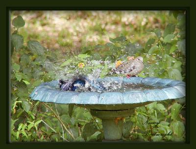 This Blue Jay was taking a bath and the Mourning Dove seemed to be waiting his turn.